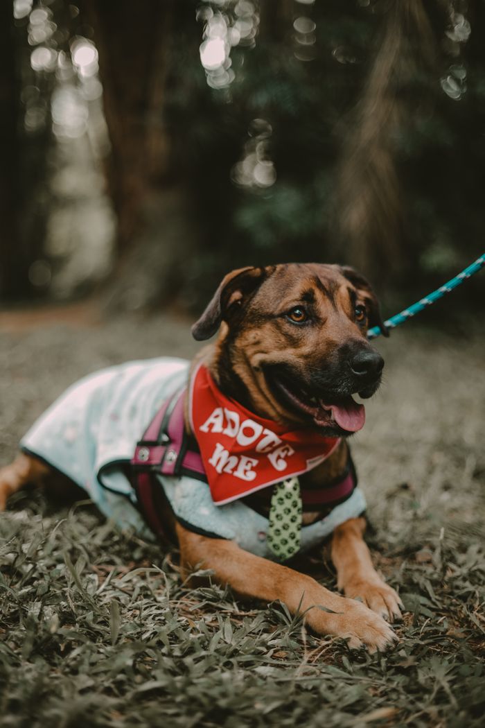 Dog in fashionable attire lying on grass in São Paulo park, wearing an 'Adopt Me' bandana.