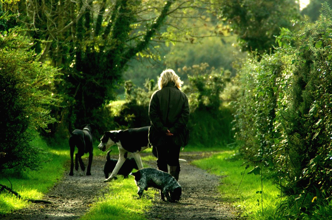 A woman enjoying a serene walk with her dogs on a lush green forest path in daylight.