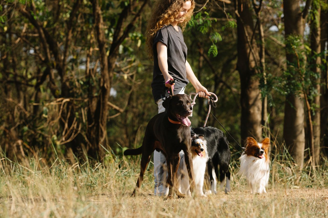 A woman walks several dogs along a sunlit forest path, surrounded by trees.